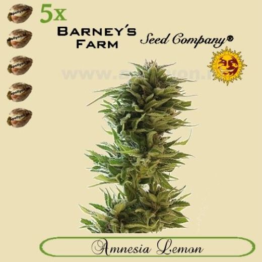 Amnesia Lemon 5x Amnesia Lemon 5x