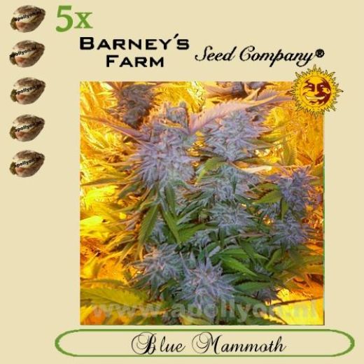 (Auto) Blue Mammoth 5x