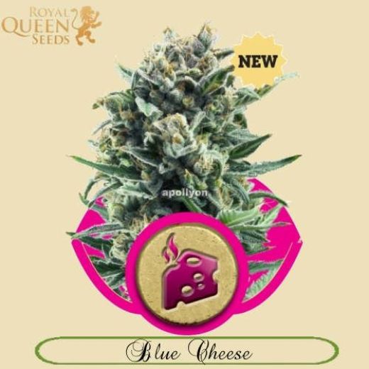 Blue Cheese