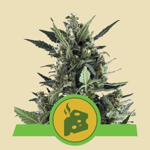 Blue Cheese Automatic