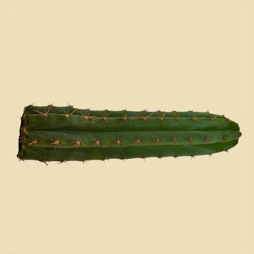Cactus San Pedro Macrogona Cutting