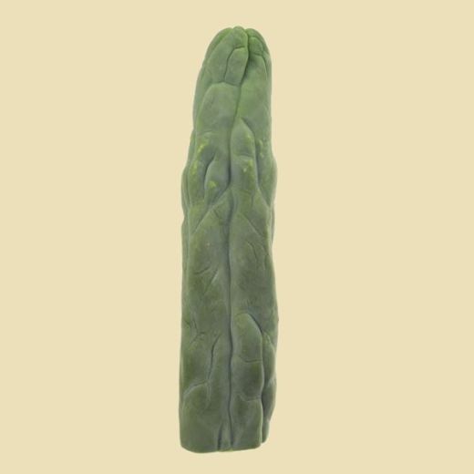 Cactus San Pedro Monstrosus Cutting