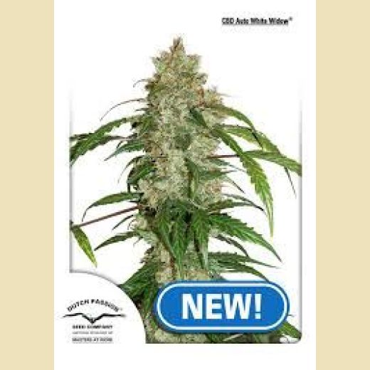 CBD Auto White Widow