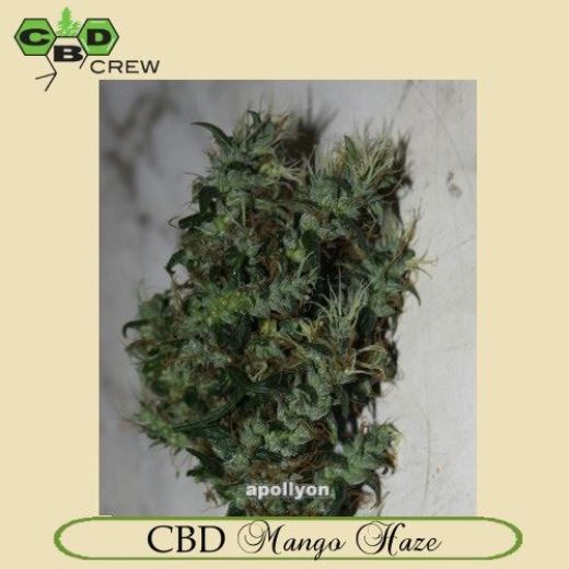 CBD Mango Haze CBD Mango Haze