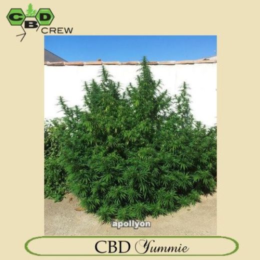 CBD Yummy CBD Yummy