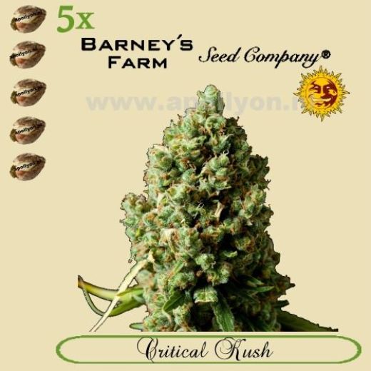 Critical Kush 5x Critical Kush 5x