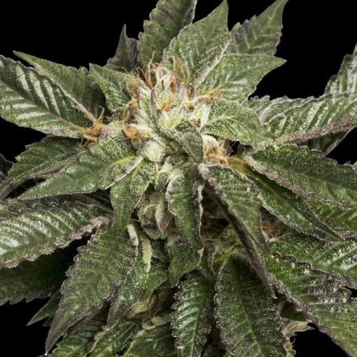 DNA LA Confidential