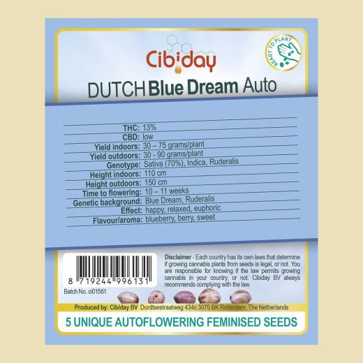 Dutch Blue Dream Auto Dutch Blue Dream Auto