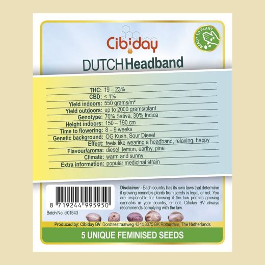 Dutch Headband