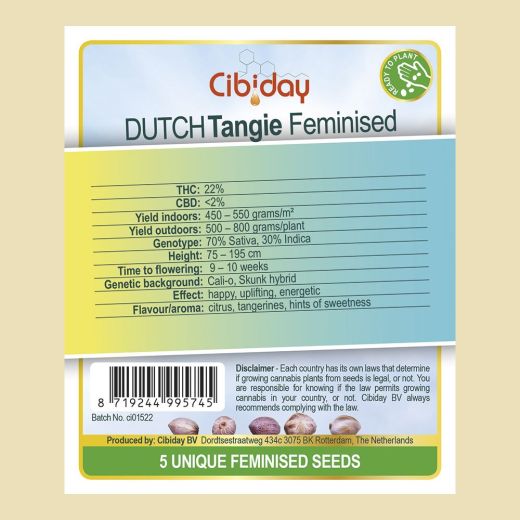 Dutch Tangie