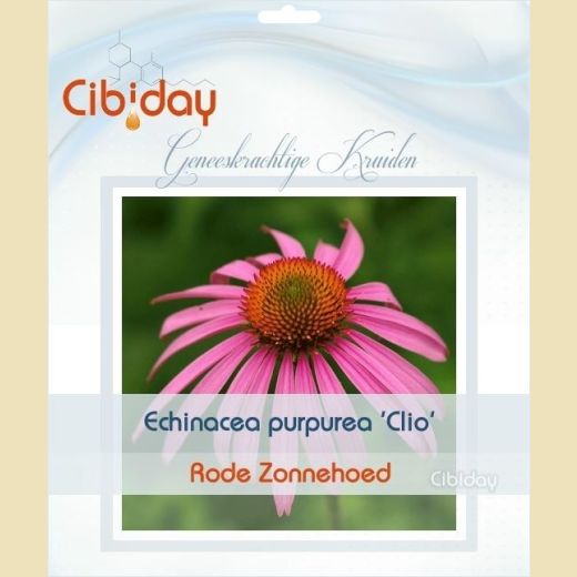 Echinacea Purpurea Clio