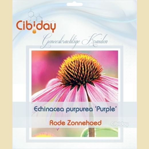 Echinacea Purpurea Purple Echinacea Purpurea Purple