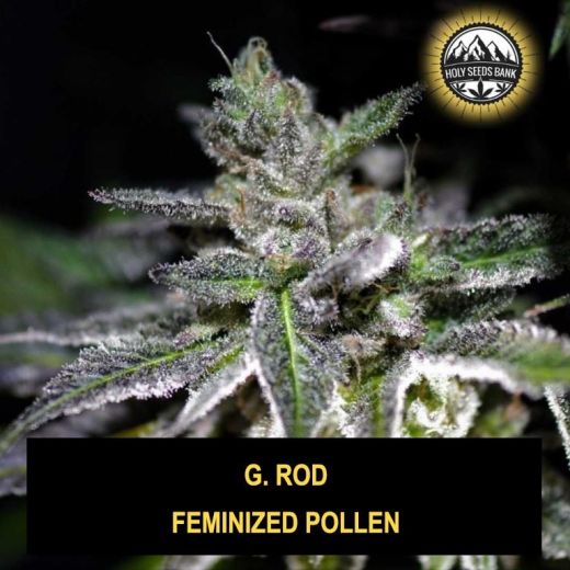 G. Rod Wietpollen G. Rod Wietpollen