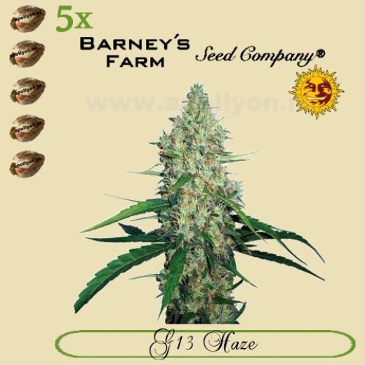 G13 Haze 5x G13 Haze 5x