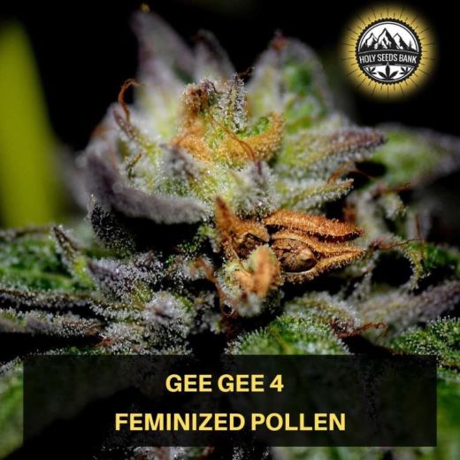 Gee Gee 4 Wietpollen Gee Gee 4 Wietpollen