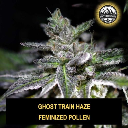 Ghost Train Haze Wietpollen Ghost Train Haze Wietpollen