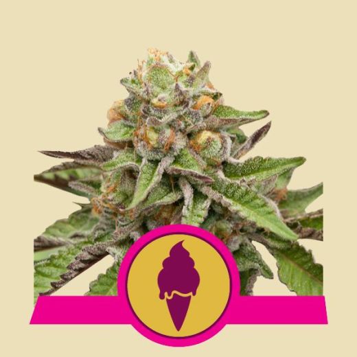 Green Gelato