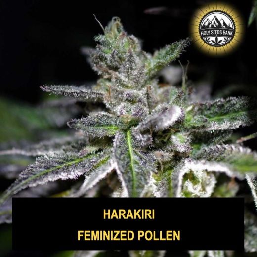 Harakiri Wietpollen Harakiri Wietpollen