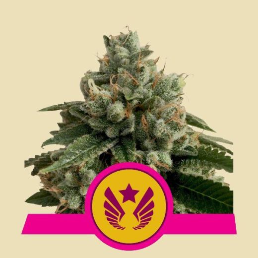 Legendary OG Punch