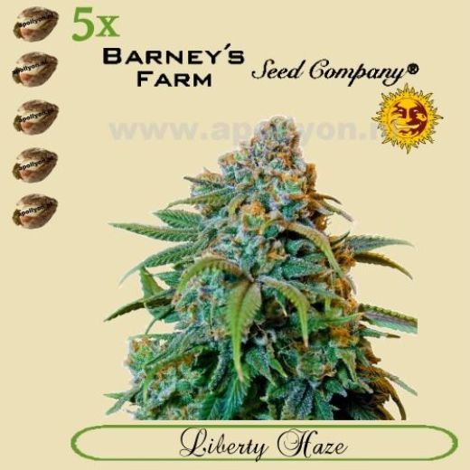 Liberty Haze 5x Liberty Haze 5x