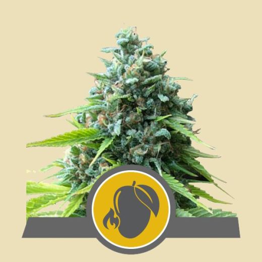 Mango Crunch regular