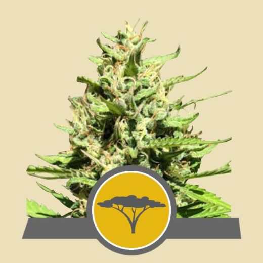 Marula Fruit Regular