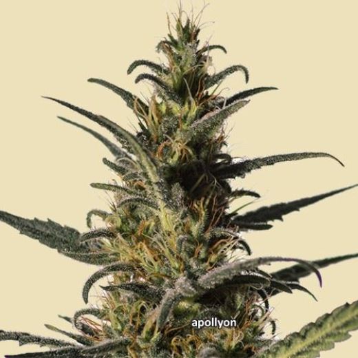 MM Genetics Candida MM Genetics Candida