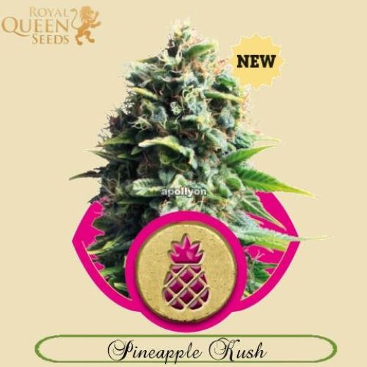 Pineapple Kush
