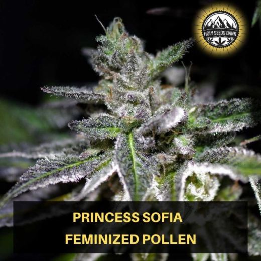 Princess Sofia Wietpollen Princess Sofia Wietpollen