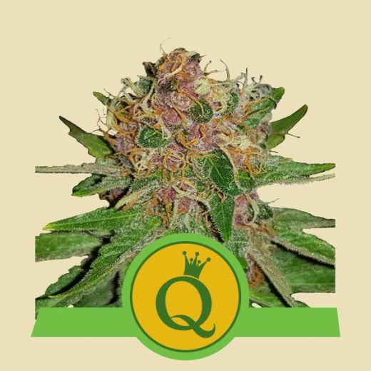 Purple Queen Automatic