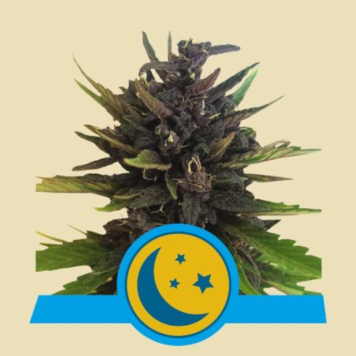 Purplematic CBD