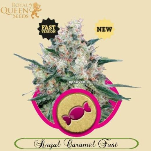 Royal Caramel Fast Version