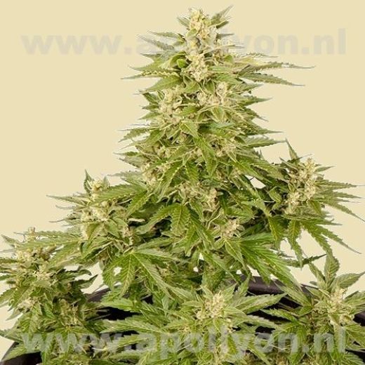 Royal Critical Automatic
