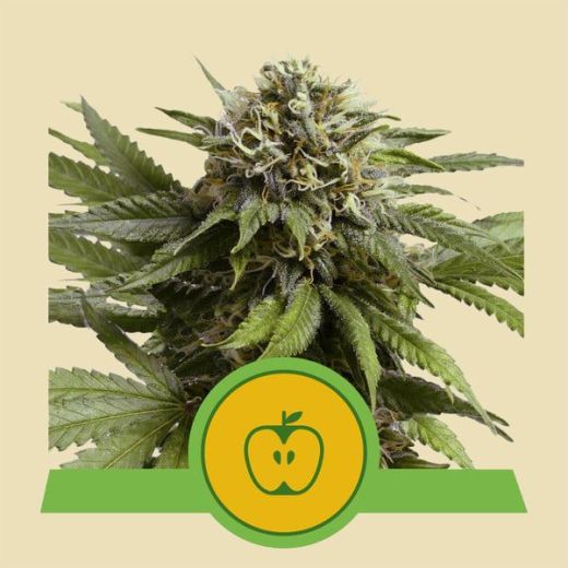 RQS Apple Fritter Autoflowering