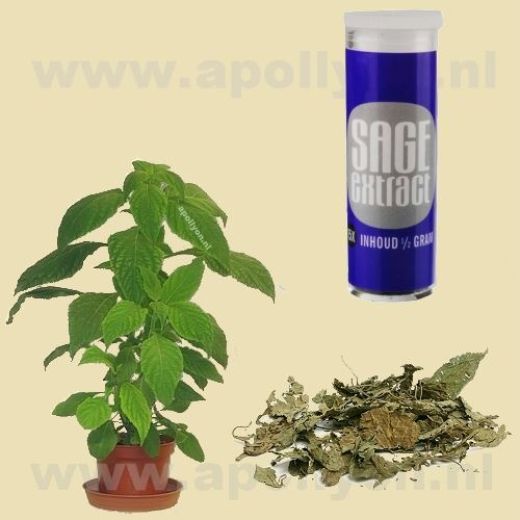 Salvia  15x 0,5gr