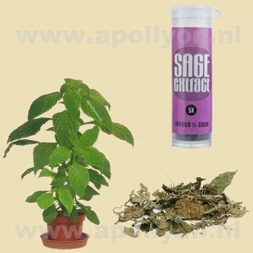 Salvia  5x 0,5gr