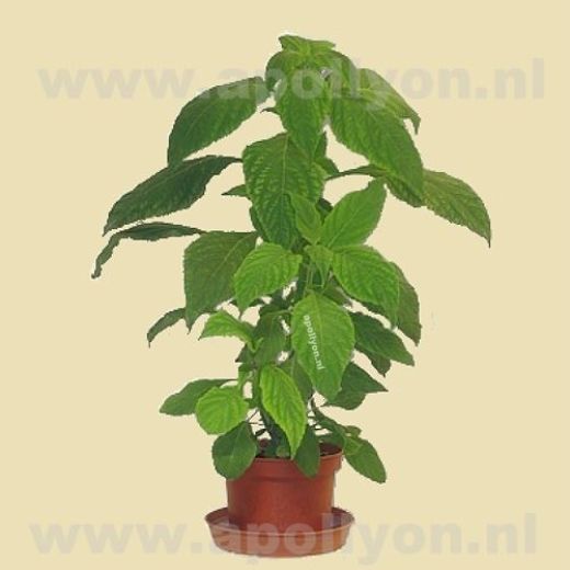 Salvia Extract 10x  1gr