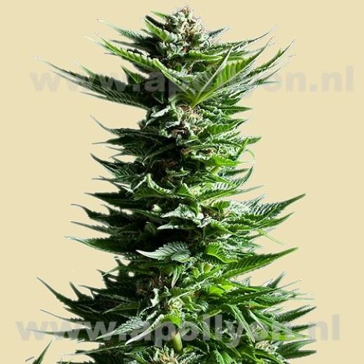 Shining Silver Haze