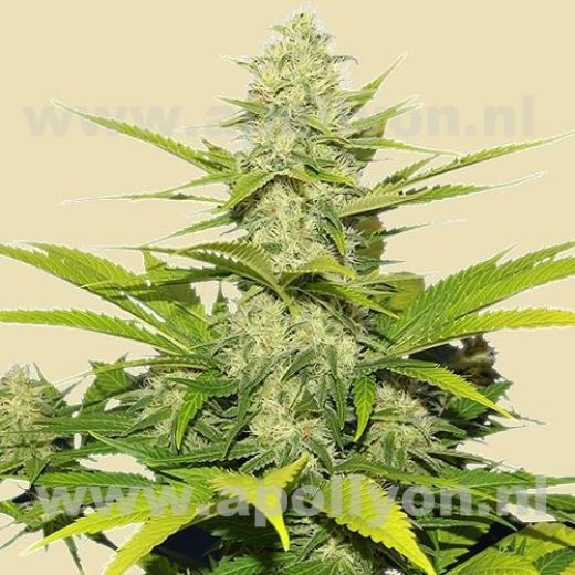 Skunk XL