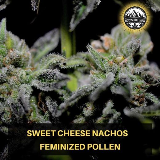 Sweet Cheese Nachos Wietpollen Sweet Cheese Nachos Wietpollen