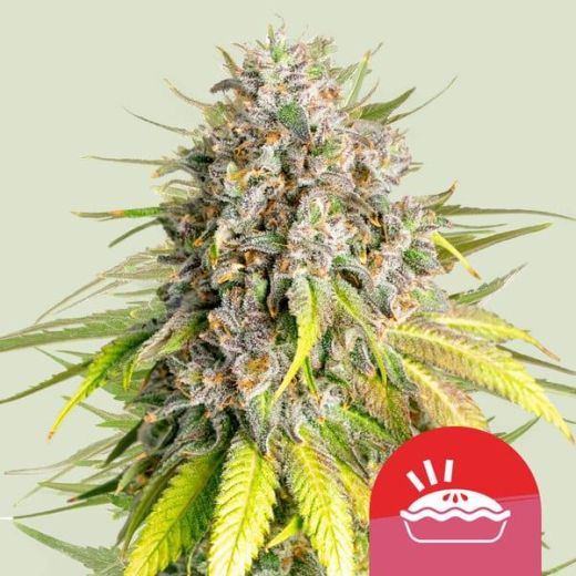 Tyson 2.0 Seeds - Punch Pie - 5 Seeds Tyson 2.0 Seeds - Punch Pie - 5 Seeds