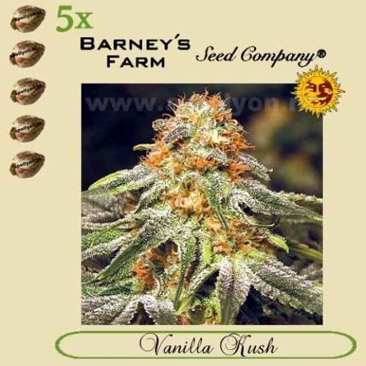 Vanilla Kush 5x Vanilla Kush 5x