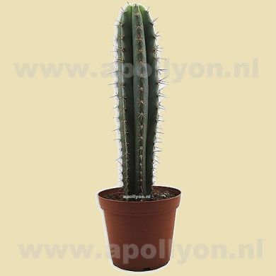 Cactus San Pedro Cutting