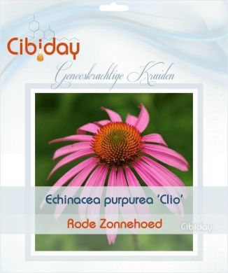Echinacea Purpurea Clio