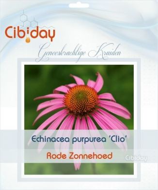 Echinacea Purpurea Clio