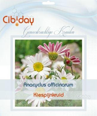 Kiespijnkruid Zaden