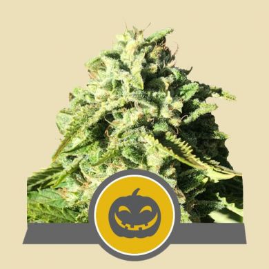 Pumpkin Kush Regular