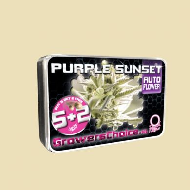 Purple Sunset (Autoflower)