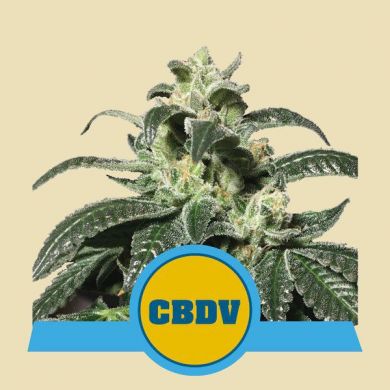 Royal CBDV Autoflowering