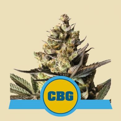 Royal CBG Autoflowering